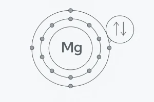 Magnesium atom structure diagram showing paired electrons and spin cancellation, which explains its diamagnetism.
